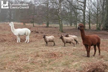 Beacon Hill - Alpacas