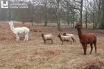 Beacon Hill - Alpacas