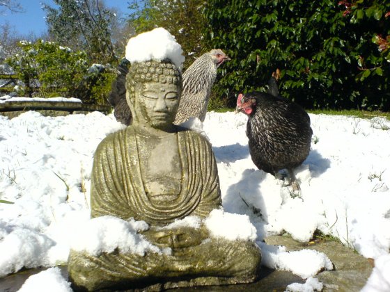 Buddha and chickens